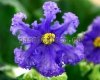 African Violet RS-PRISHELETS - RS-ALIEN